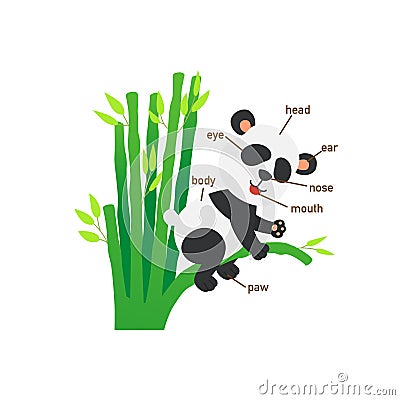 Panda vocabulary part of body.vector Vector Illustration