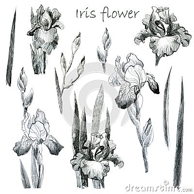 Illustration, pencil. Iris flowers. Freehand drawing. Iris branches. Iris leaves. Set Stock Photo