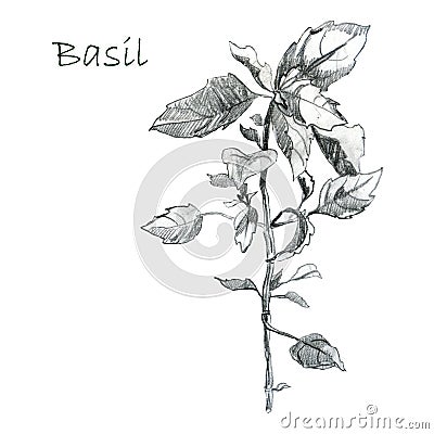 Illustration, pencil sketch. Basil branch. Freehand drawing. Spicy herb Stock Photo