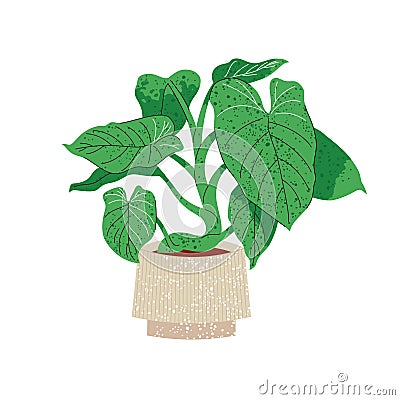 Illustration of Philodendron plant in pot on white Stock Photo