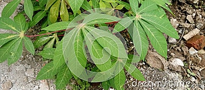 Illustration photo of cassava leaves Stock Photo