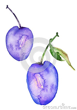 Illustration - plum watercolor on an isolated white background. plums with leaves, hand drawing, watercolor. handmade watercolour Cartoon Illustration