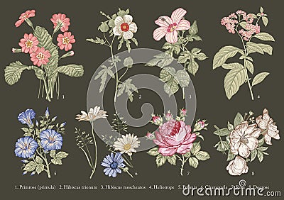 Illustration Primrose primula Hibiscus Heliotrope Petunia Chamomile Rose Dogrose Drawing engraving Vector Set vintage medical Vector Illustration