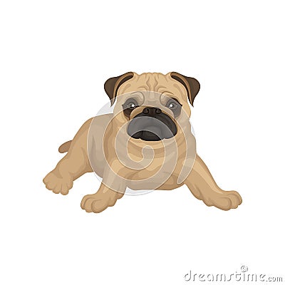 Flat vector icon of pug puppy lying isolated on white background. Small dog with beige coat, wrinkled muzzle and shiny Vector Illustration