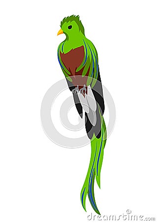 Illustration of quetzal. Tropical exotic bird on white background. Vector Illustration