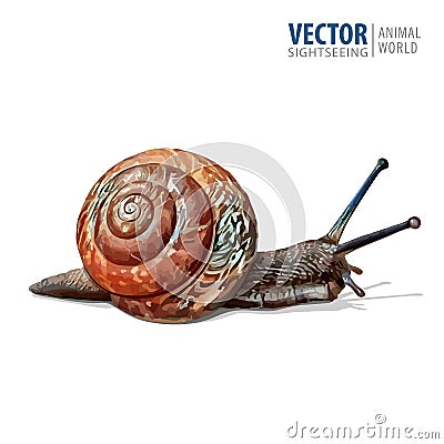 Illustration of realistic. Garden snail. Vector isolated on white background. Vector Illustration