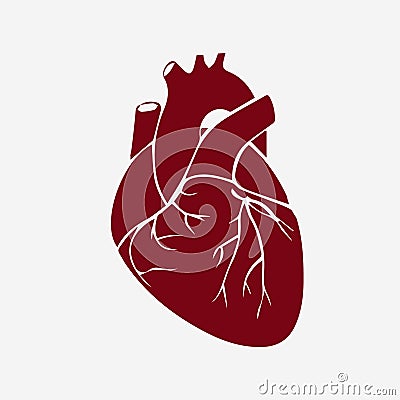 Illustration of realistic heart Vector Illustration