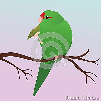 An illustration of a Red crowned parakeet Vector Illustration