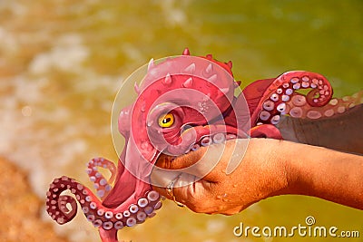 Illustration of a red octopus on the hands Stock Photo