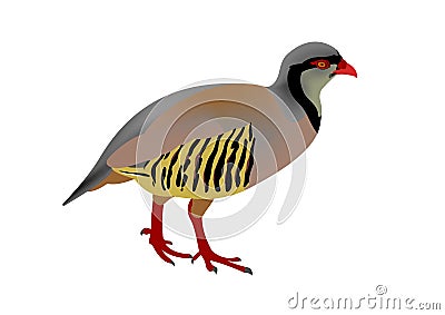 Rock partridge, Alectoris graeca Stock Photo