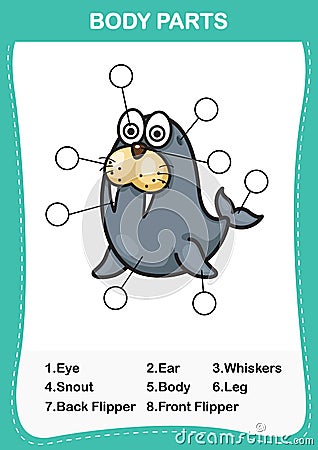 Illustration of sea lion vocabulary part of body Vector Illustration