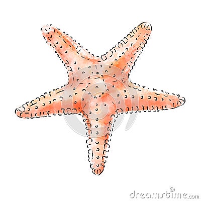 Illustration of sea star, caribbean starfish isolated on white background. Marine resident and beach souvenir. Stock Photo