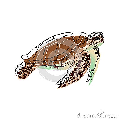 Illustration:Sea turtle image Beautiful, general assembly. Stock Photo