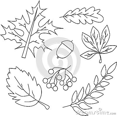 illustration a set of contours of autumn leaves Vector Illustration