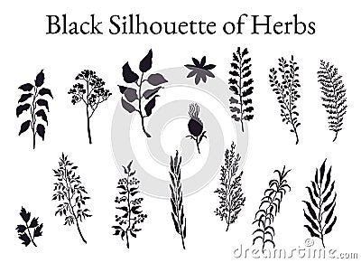 Illustration set of herbs, plants and flowers sketches Vector Illustration