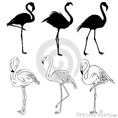 Illustration with set of seven flamingo silhouettes isolated on white background Vector Illustration