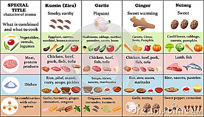 set of spices and herbs and their application for cooking Vector Illustration