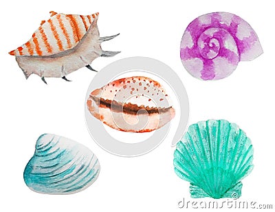 Seth seashells watercolor Stock Photo