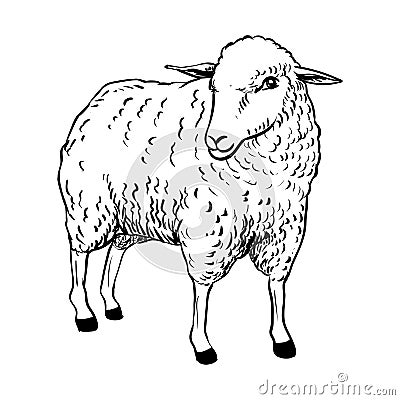 Illustration of Sheep - Vector Illustration Vector Illustration