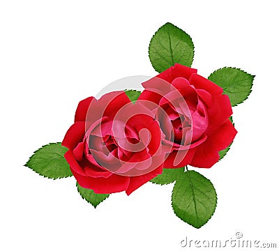 Illustration shot of beautiful red roses isolated on a white background Cartoon Illustration