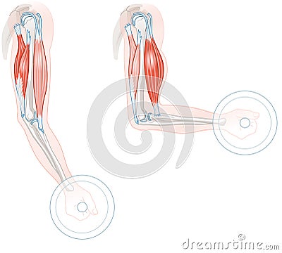 Biceps And Triceps. Extension And Flexion. Illustration Stock Photo