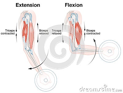 Biceps And Triceps. Extension And Flexion. Labeled Illustration Stock Photo