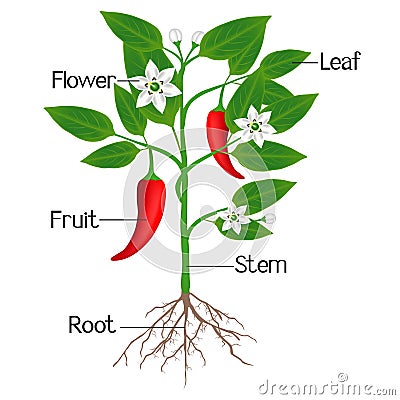 An illustration showing parts of a chili pepper plant. Vector Illustration