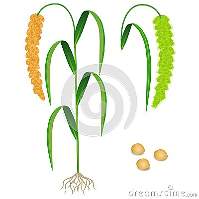 An illustration showing parts of foxtail millet plant. Vector Illustration
