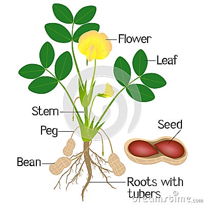 An illustration showing parts of a peanut plant. Vector Illustration