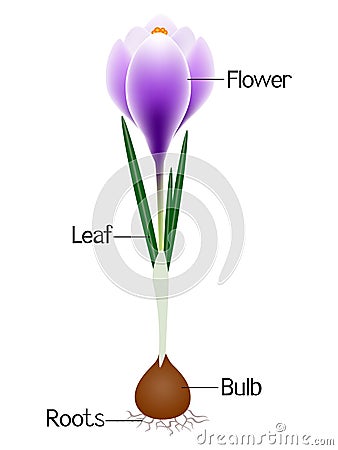 An illustration showing parts of a purple crocus plant. Vector Illustration