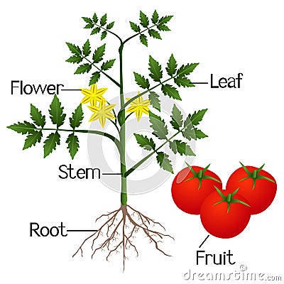 Illustration showing the parts of a tomato plant. Vector Illustration