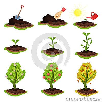 Flat vector illustration showing plant growing stages. Process from planting seeds to tree with ripe apples. Gardening Vector Illustration