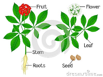 Illustration showing plant parts of a ginseng Panax ginseng on a white background. Vector Illustration