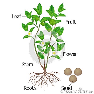 Illustration showing plant parts of green tea camellia sinensis on a white background. Vector Illustration