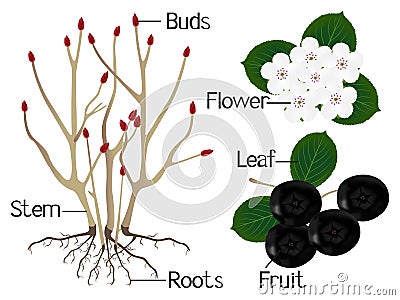 The illustration shows part of the black chokeberry Aronia melanocarpa plants. Vector Illustration