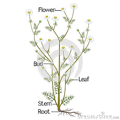 The illustration shows a part of the plant of medicinal chamomile. Vector Illustration