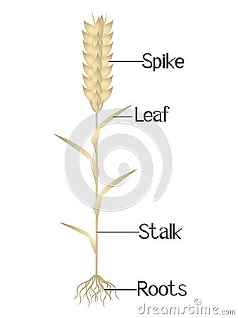 The illustration shows parts of the wheat plant. Vector Illustration