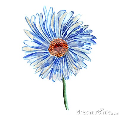 Illustration single blue daisy flower Stock Photo