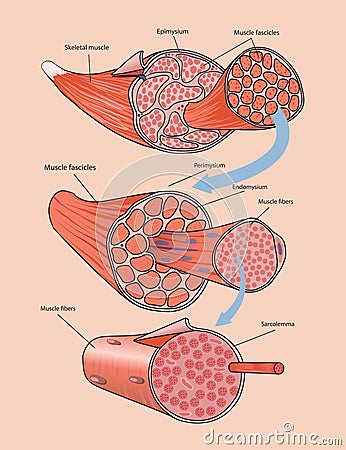 illustration of skeletal muscle anatomy Vector Illustration