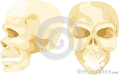 Illustration skull bone Vector Illustration