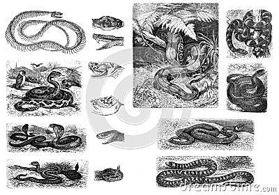 Illustration of snakes on a white background. Stock Photo