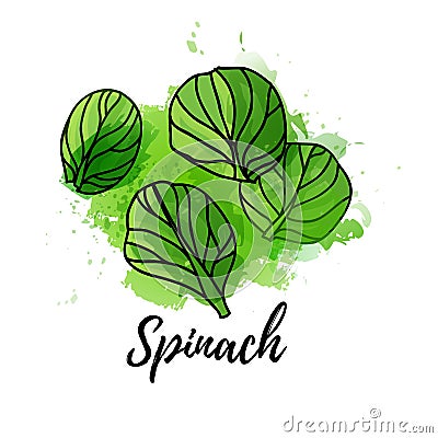 Illustration of spinach. Vector watercolor splash background. Graphics for cocktails, fresh juice design. Natural Vector Illustration