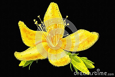 illustration of St. John's wort flower in watercolors Cartoon Illustration