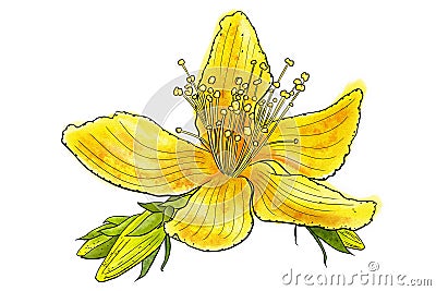 illustration of St. John's wort flower in watercolors Cartoon Illustration
