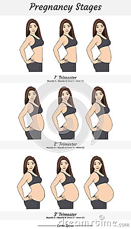 Pregnant woman with different stages of pregnancy. Vector illustration. Stock Photo