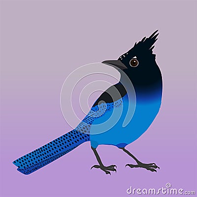 An illustration of a Steller`s jay Vector Illustration