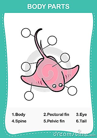 Stingray vocabulary part of body,Write the correct numbers of body parts Vector Illustration