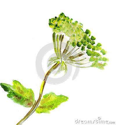 Illustration straight green branches with leaves and seeds Stock Photo