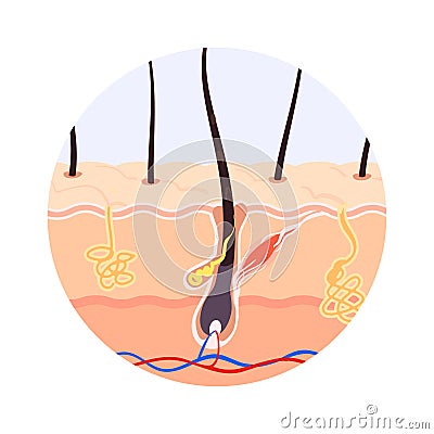Illustration of the structure of the hair root Vector Illustration