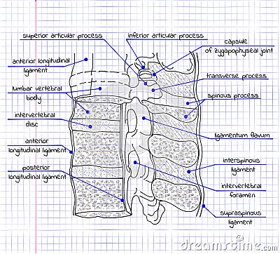 Illustration of the structure of the human spine Vector Illustration